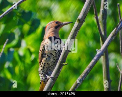 Specht am Baumzweig: Nördlicher Flicker Specht skaliert einen Baumzweig an einem hellen Sommertag mit Wald hinter ihm Stockfoto