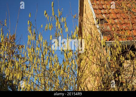 Frühling, Blühender Haselnussbusch, Symbol Für Allergische Pollen Stockfoto