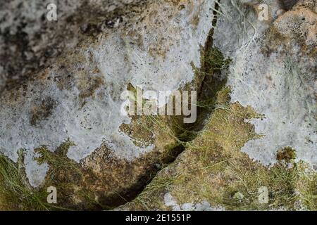 Getrocknetes Salz und Algen auf einem Felsen bei Ebbe Stockfoto