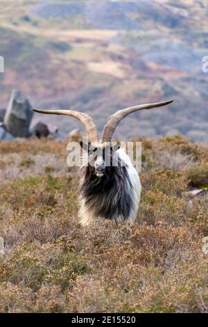 Eine der wilden Bergziegen am Dinorwic Slate Steinbruch im Snowdonia National Park in Nordwales Stockfoto