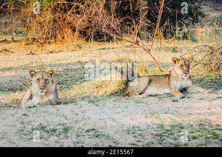 Löwenmännchen und -Weibchen (Löwin - rechts), 'Panthera leo melanochaita' im Schatten im South Luangwa National Park, Sambia, Afrika Stockfoto
