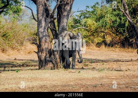 Elefant reiben seine Haut an Baum im South Luangwa National Park, Sambia, Afrika Stockfoto