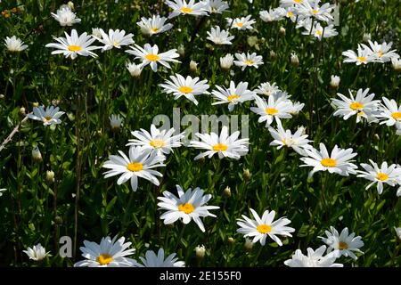 Oxeye Daisies wächst im King Barrow Quarry Nature Reserve auf der Isle of Portland, Dorset Stockfoto
