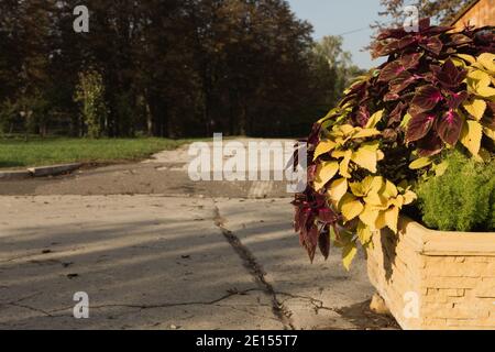 Ein farbenprächtiger, blühender Coleus in einem verlassenen Park. Coleus ist eine Gattung von einjährigen oder mehrjährigen Kräutern oder Sträuchern, manchmal saftig, manchmal mit einem Fleisch Stockfoto