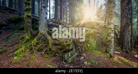 Sonnenschein durch die Kiefernstämme in einem moosigen Wald in Norwegen. Stockfoto