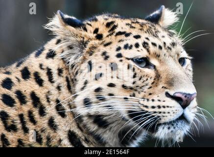 Amur-Leopard (Panthera Pardus Orientalis) Stockfoto