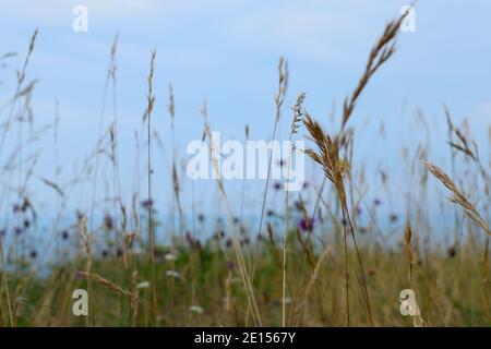 Gras und Blumen in einer Wiese auf Isle of Portland Gegen das Blau des Meeres und des Himmels Stockfoto