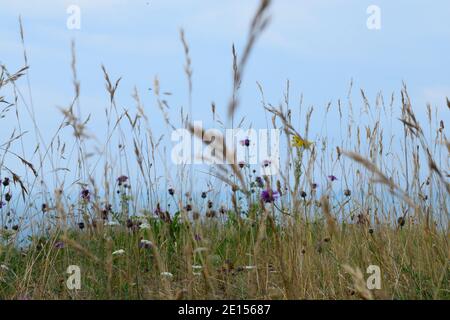 Gras und Blumen in einer Wiese auf Isle of Portland Gegen das Blau des Meeres und des Himmels Stockfoto
