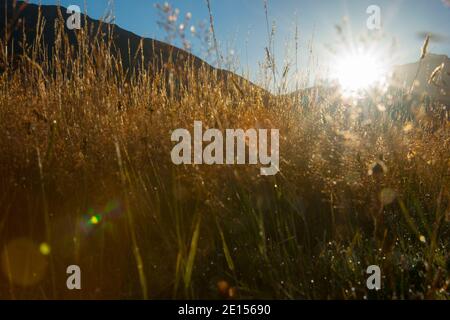 Sonnenaufgänge über selektiver Fokus auf goldenem Gras aus niedriger Perspektive mit glitzerndem ätherischen Effekt ideal für Hintergründe oder abstrakte Anwendungen. Stockfoto