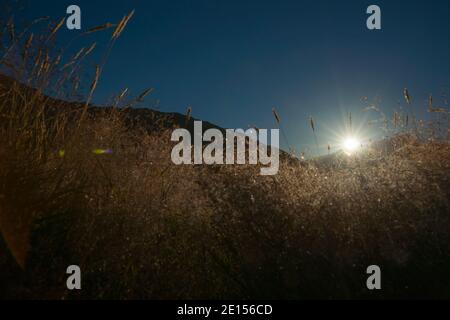 Sonnenaufgänge über selektiver Fokus auf goldenem Gras aus niedriger Perspektive mit glitzerndem ätherischen Effekt ideal für Hintergründe oder abstrakte Anwendungen. Stockfoto