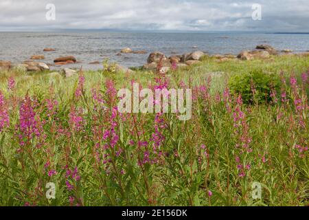 Blumen Weidentee an der Küste der Ostsee Stockfoto