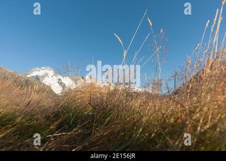 Sonnenaufgänge über selektiver Fokus auf goldenem Gras aus niedriger Perspektive mit glitzerndem ätherischen Effekt ideal für Hintergründe oder abstrakte Anwendungen. Stockfoto