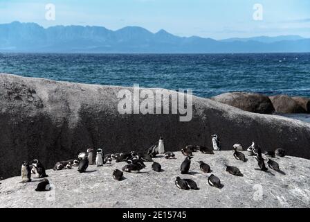 Boulders Beach liegt auf der Kap-Halbinsel, Südafrika. Es ist mit Granitfelsen übersät und unterstützt eine Kolonie afrikanischer Pinguine. Stockfoto