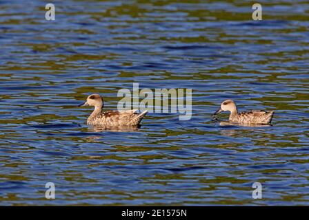 Marmorierte Teal (Marmaronetta angustirostris) Paar Schwimmen auf See Marokko April Stockfoto