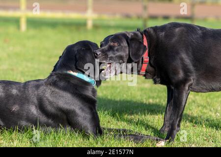 Zwei schwarze Labradors spielen mit einem Stock zusammen Stockfoto