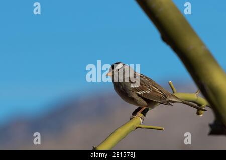 Spry weiß gekrönter Sperling auf Winter Zweig des palo verde Baum in Tucson, Arizona, im amerikanischen Südwesten mit Kopieplatz in blauem Himmel und Berg thront Stockfoto