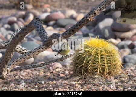 Kleiner Goldfink auf Cholla Skelettzweig mit Faßkaktus und Flussfelsen hinter in Tucson, Arizona, in der amerikanischen Southwest Sonoran Wüste Stockfoto