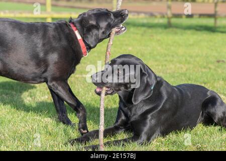 Zwei schwarze Labradors spielen mit einem Stock zusammen Stockfoto