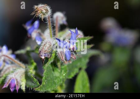 Nahaufnahme von Borago officinalis - auch als Sternblume oder Borretsch bekannt. Stockfoto