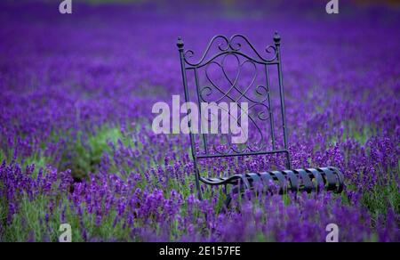 Einsamer Stuhl in einem Lavendelfeld Stockfoto
