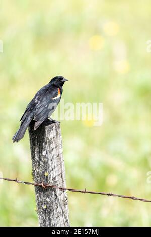 Rotflügelige Amsel an einem Zaunpfosten, Zumwalt Prairie, Oregon. Stockfoto