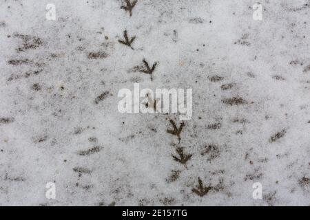 Spuren eines Vogels im Schnee. Stockfoto