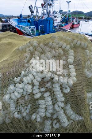 Fischerhafen von Santoña in der Abenddämmerung, Parque Natural de las Marismas de Santoña, Victoria y Joyel, Kantabrien, Spanien, Europa Stockfoto