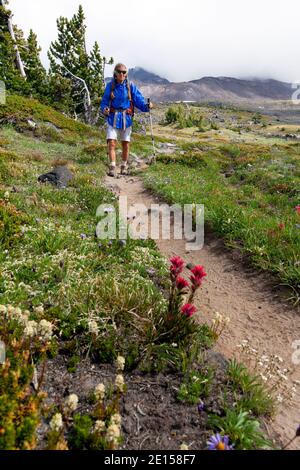 WA17619-00..... WASHINGTON - Vicky Spring Wandern auf Trail 10 in der Nähe von High Camp in der Mount Adams Wilderness, Gifford Pinchot National Forest. Mount Adams Stockfoto