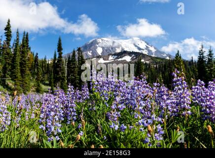 WA17621-00..... WASHINGTON - Wiese mit Lupinenblumen, wo der Pacific Crest Trail (PCT) mit Trail 10 (High Camp Trail) und Trail 113 (Kill Stockfoto