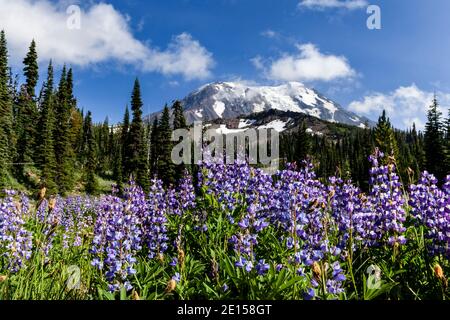 WA17622-00..... WASHINGTON - Wiese mit Lupinenblumen, wo der Pacific Crest Trail (PCT) mit Trail 10 (High Camp Trail) und Trail 113 (Kill Stockfoto