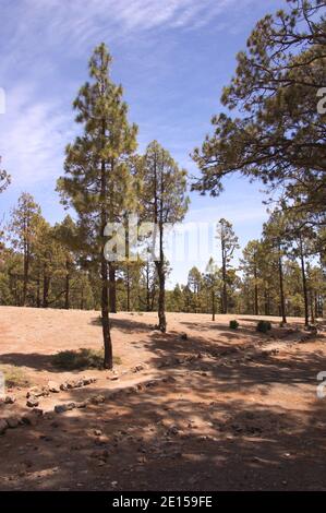 Bild eines Kanarenwaldes in Las Cañadas del Teide auf Teneriffa, Kanarische Inseln, Spanien Stockfoto