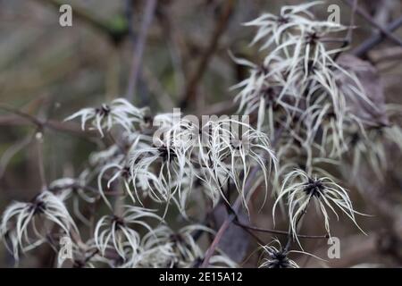 Saatgut Köpfe mit seidigen Anhängsel der Wilden Climatis Stockfoto