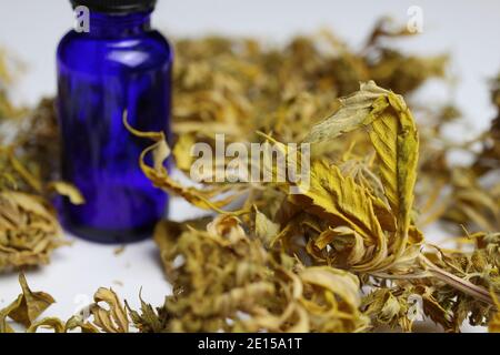 Makro-Nahaufnahme der blauen isolierten Tropfpipette medizinisches Cannabinol cpd-Ölflasche mit getrockneten Cannabisknospen, weißer Hintergrund Stockfoto