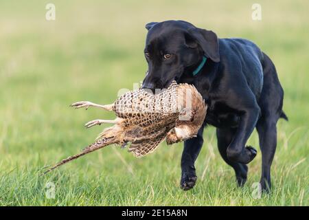 Porträt eines schwarzen Labradors, der einen Hühnerfasanen aufruft Stockfoto