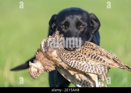 Porträt eines schwarzen Labradors, der einen Hühnerfasanen aufruft Stockfoto