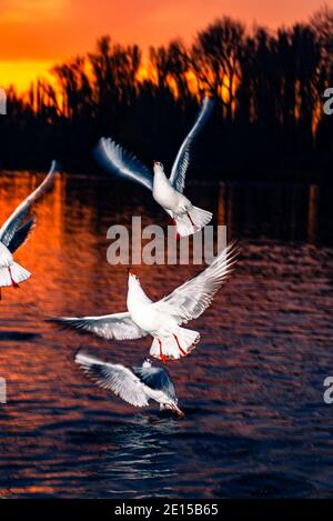 Möwen in der Abendsonne über dem See Stockfoto