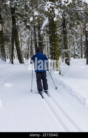 Langlauffahrer auf präparierter Piste im Wald Stockfoto