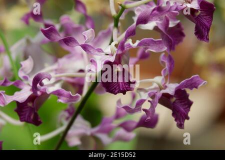 Selektiver Fokus Nahaufnahme des violetten locken dendrobium Orchidee Blumen voller Blüte im Garten isoliert verwischen Hintergrund Stockfoto