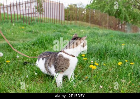 Hauskatze an der Leine, die draußen im Gras spazieren geht Stockfoto