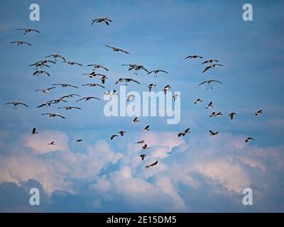 Sandhill Cranes Fliegen über einer Herde von Gänsen, Kalifornien Stockfoto