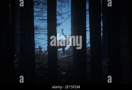 Ein majestätischer Hirsch in einem dunklen geheimnisvollen Wald, er beste Foto. Stockfoto