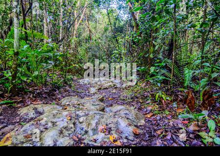 Der felsige Waldweg schlängelt sich durch dichte grüne Waldvegetation Stockfoto