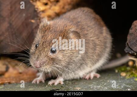 Rötelmaus Stockfoto