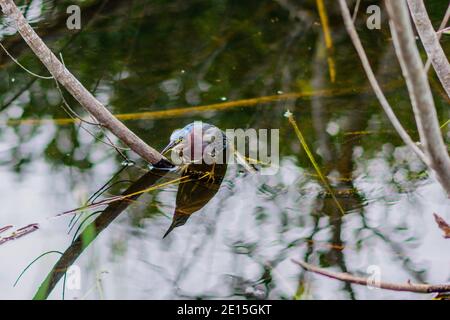 Eine Anhinga thront auf einem Ast über ruhigem Feuchtwasser, reflektiert auf der Oberfläche Stockfoto