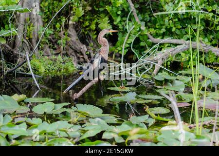 Eine Anhinga thront auf einem Zweig über einem Feuchtteich, umgeben von Lilienpads und dichter Vegetation Stockfoto