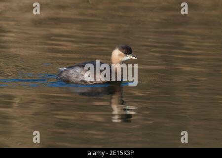 Zwergtaucher-Tachybaptus ruficollis im Wintergefieder. Stockfoto