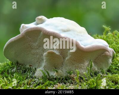 Die klumpige Bracket (Tramestes gibbosa) ist ein ungenießbarer Pilz, gestapelt Makro-Foto Stockfoto