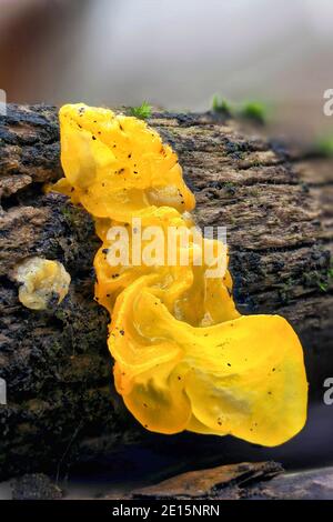 Das Gelbe Gehirn (Tremella mesenterica) ist ein ungenießbarer Pilz, gestapelt Makro-Foto Stockfoto