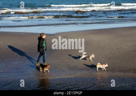 Ältere Frau, die mit drei Hunden am Strand entlang läuft Stockfoto