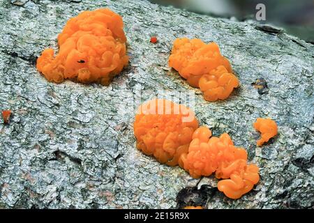 Das Gelbe Gehirn (Tremella mesenterica) ist ein ungenießbarer Pilz, gestapelt Makro-Foto Stockfoto